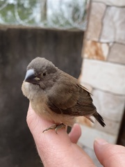 Spermestes cucullata