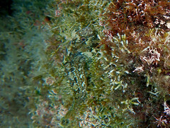 Hypsoblennius gentilis