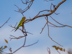 Eupsittula canicularis