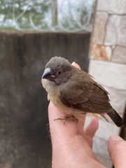 Spermestes cucullata