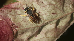 Anthidium oblongatum