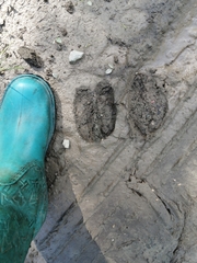 Cervus canadensis sibiricus