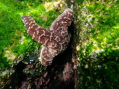 Pisaster ochraceus