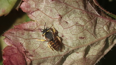 Anthidium oblongatum