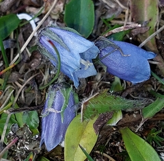 Campanula alpina