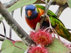 Trichoglossus moluccanus