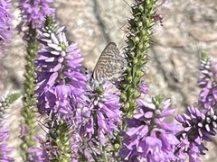 Leptotes
