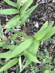Maianthemum stellatum