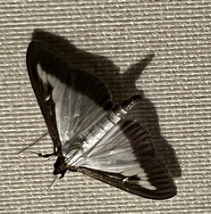 Cydalima perspectalis