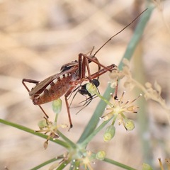 Rhynocoris erythropus