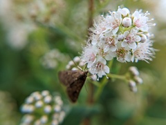 Achyra rantalis