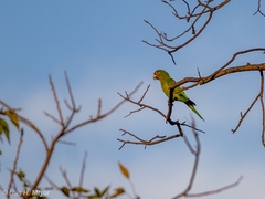 Eupsittula canicularis