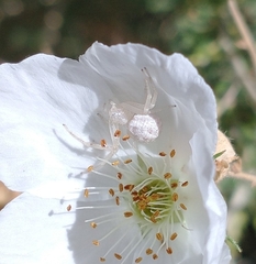 Thomisidae