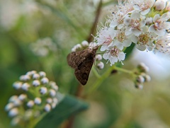 Achyra rantalis