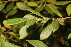 Salix atrocinerea