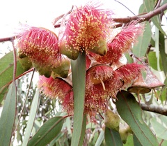 Eucalyptus caesia