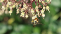 Anthidium oblongatum