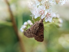 Achyra rantalis