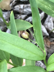 Maianthemum stellatum