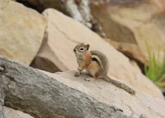 Callospermophilus lateralis