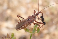 Rhynocoris erythropus
