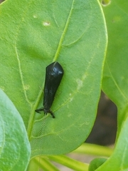 Mystacides sepulchralis