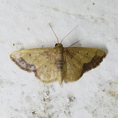 Idaea