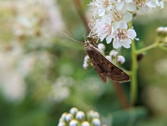 Achyra rantalis