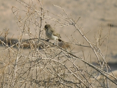 Auriparus flaviceps