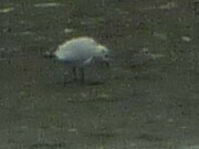 Chroicocephalus serranus