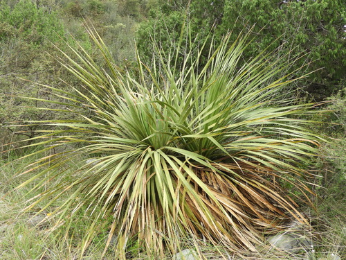 Dasylirion cedrosanum