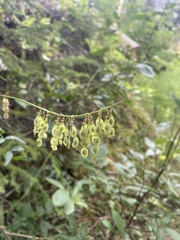 Hedysarum sulphurescens