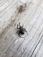 Latrodectus variolus