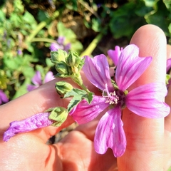 Malva sylvestris