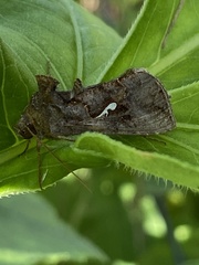 Autographa