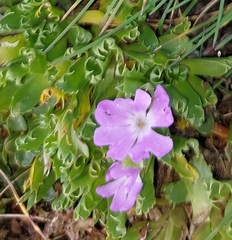 Primula minima