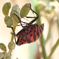 Graphosoma italicum italicum