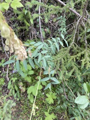 Hedysarum sulphurescens