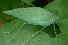 Microcentrum rhombifolium