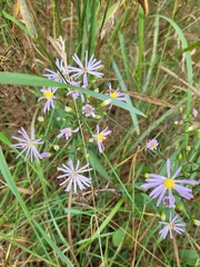 Symphyotrichum oolentangiense