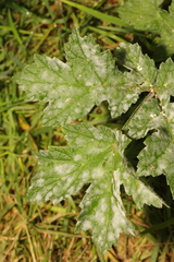 Erysiphe heraclei