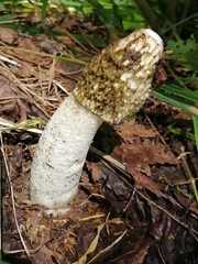 Phallus impudicus