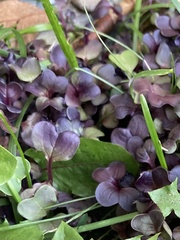 Plantae