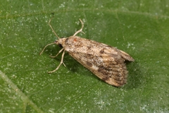 Tegostoma comparalis