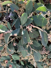 Cotoneaster pannosus