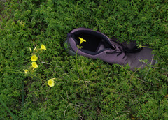 Oxalis pes-caprae