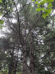 Picea mariana