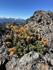 Petrophytum hendersonii