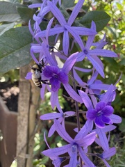 Bombus sonorus