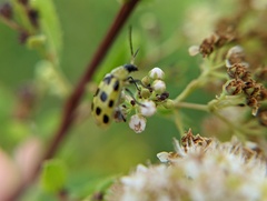 Diabrotica undecimpunctata